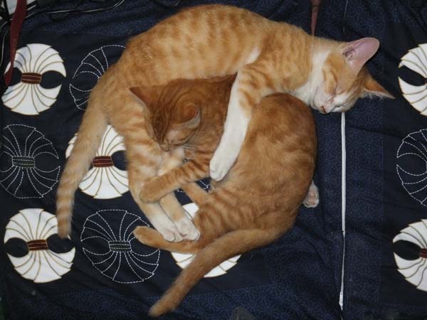110915cat.jpg
