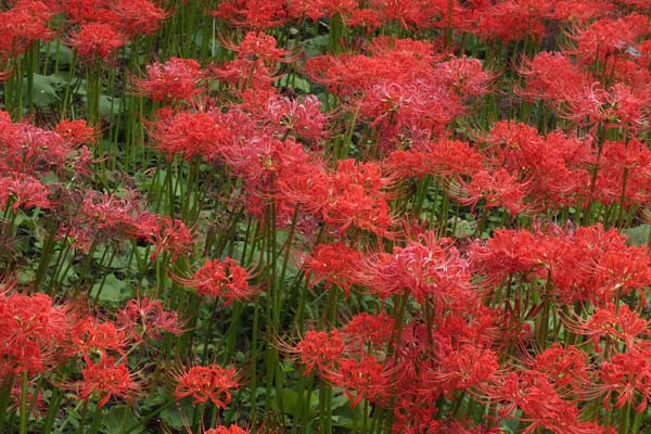 111002higanbana2.jpg