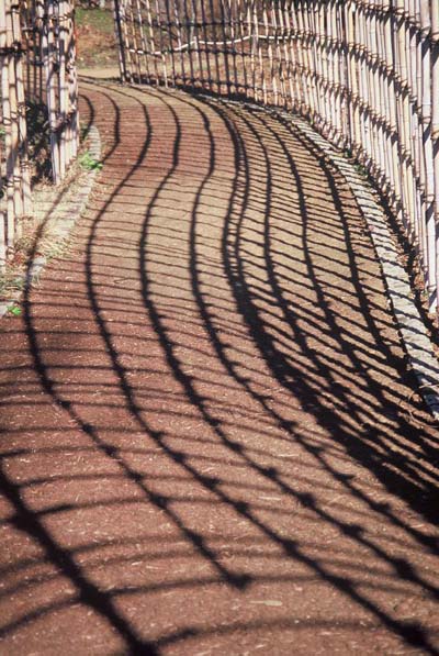 120112koikesadao.jpg