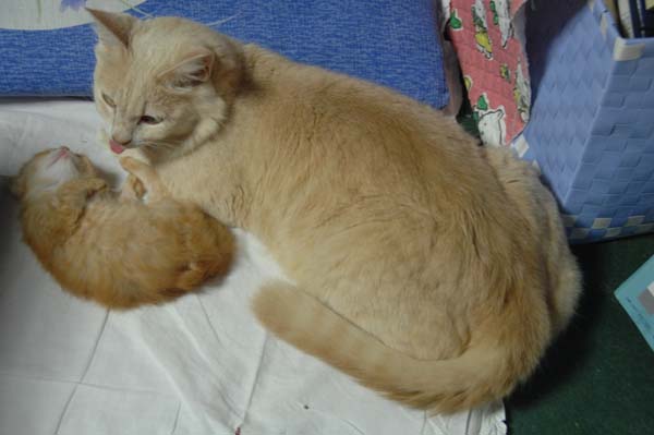 121022cat.jpg