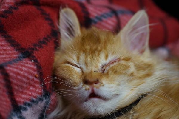 130123cat.jpg