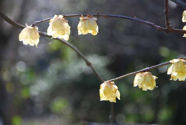 130221roubai.jpg